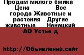 Продам милого ёжика › Цена ­ 10 000 - Все города Животные и растения » Другие животные   . Ненецкий АО,Устье д.